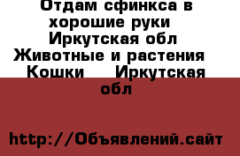 Отдам сфинкса в хорошие руки - Иркутская обл. Животные и растения » Кошки   . Иркутская обл.